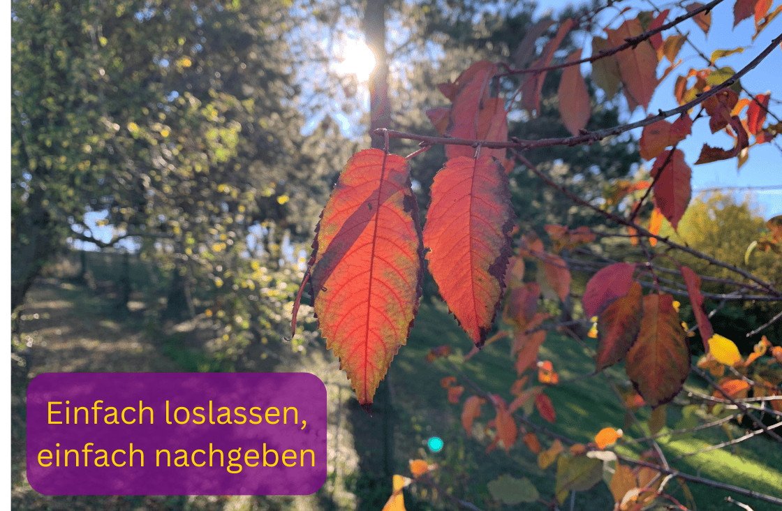 Mehr über den Artikel erfahren Einfach loslassen, einfach nachgeben